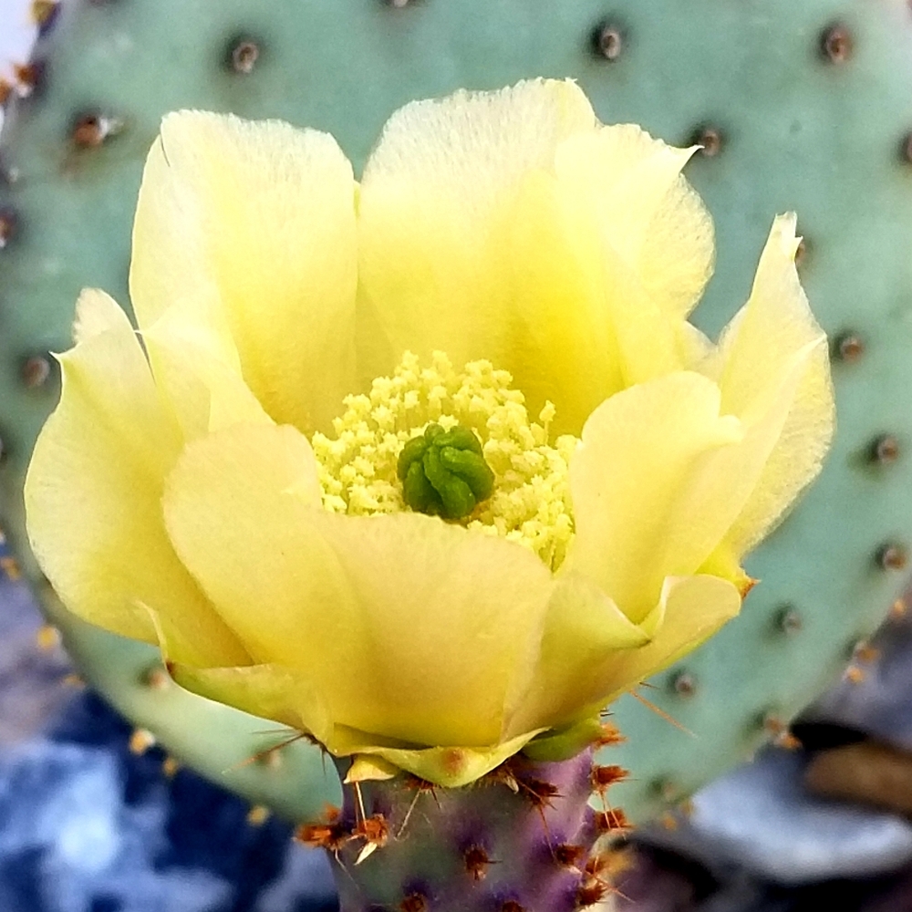 Cactus - Picture 6 of 7